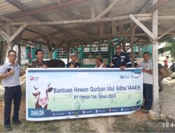 Idul Adha 1444 Hijriah, PT Timah Tbk Serahkan Puluhan Ekor Hewan Kurban ke Kabupaten Bangka Barat