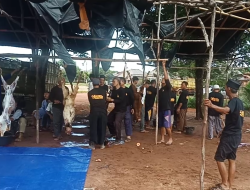 Semangat Gotong Royong Dihari Raya kurban, Pengurus Mesjid Nurul Iman Kampung Bukit Toboali, salurkan 2 Hewan sapi dan 5 kambing