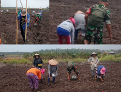 Tingkatkan Ketahanan Pangan, Babinsa Bantu Petani  Menanam Padi di Desa Kepoh