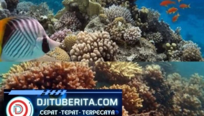 Cantiknya Coral Garden di Pulau Putri Romodong Belinyu, Kolaborasi PT Timah Tbk & Nelayan Lokal dalam Mendukung Wisata Bawah Laut