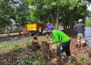 DLH Basel Aksi Antisipatif: Bersihkan Pohon Mati, Lindungi Pengguna Jalan dan Lingkungan