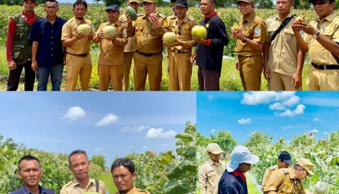 Pjs Bupati Didampingi DPPP  Basel Panen Semangka dan Melon di Pulau Besar