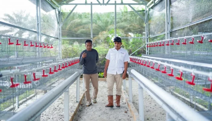 PT Timah Dukung Budidaya Ayam Petelur di Bangka Barat