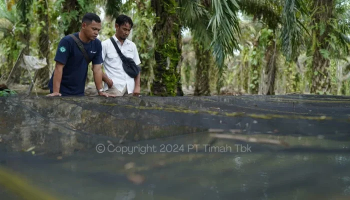 PT Timah Bantu Renovasi Kolam Lele Kelompok Sumber Rezeki 