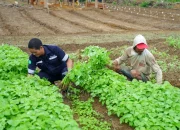 PT Timah Kembangkan Farm Estate Tanjung Ular, Dorong Ketahanan Pangan 