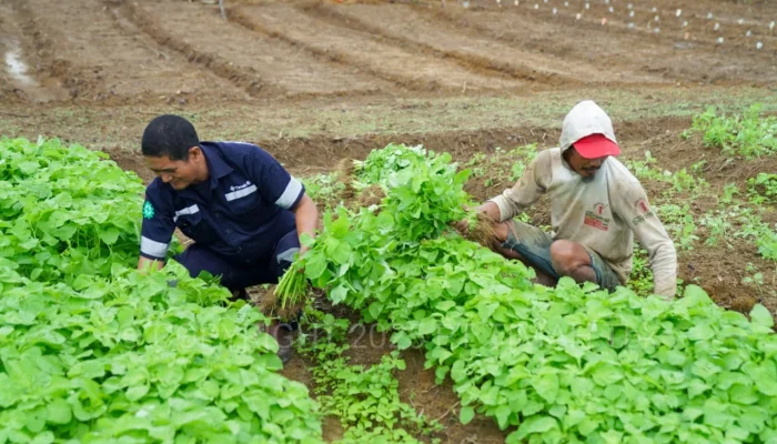 PT Timah Kembangkan Farm Estate Tanjung Ular, Dorong Ketahanan Pangan 