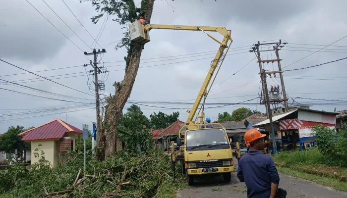 Antisipasi Bahaya, PT Timah dan PLN Tebang Pohon Berisiko di Mentok