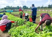 PT Timah Kembangkan Farm Estate Tanjung Ular