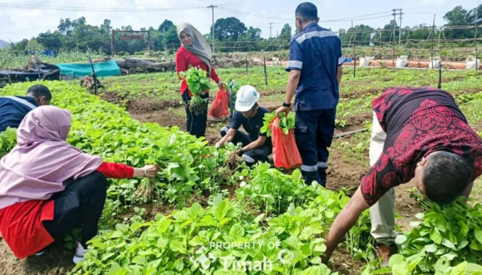 PT Timah Kembangkan Farm Estate Tanjung Ular