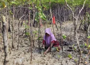PT Timah Tanam 12.000 Mangrove di Karimun untuk Cegah Abrasi