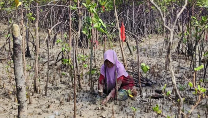 PT Timah Tanam 12.000 Mangrove di Karimun untuk Cegah Abrasi
