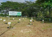 PT Timah Tanam 1.500 Pohon Angsana untuk Dukung Ketahanan Energi