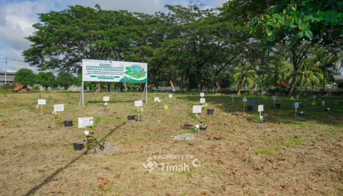 PT Timah Tanam 1.500 Pohon Angsana untuk Dukung Ketahanan Energi