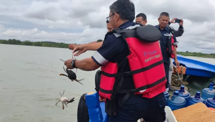 PT Timah Tebar 300 Bibit Kepiting Bakau di Pantai Kundur ni