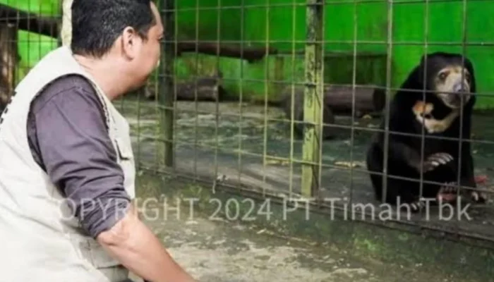 Satwa Endemik Babel Terancam, Tambang Ilegal Rusak Habitat Alami