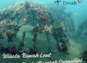 Surga Bawah Laut: Terumbu Buatan PT Timah Hidupkan Ekosistem Rambak