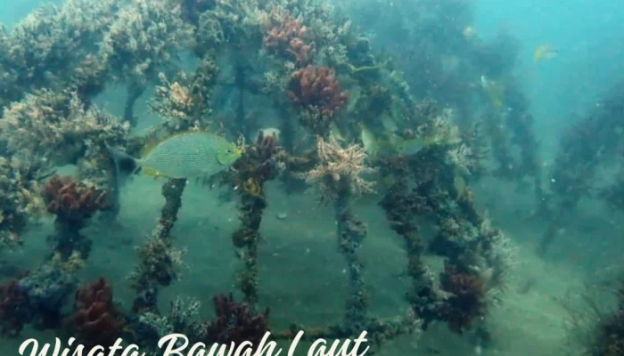 Surga Bawah Laut: Terumbu Buatan PT Timah Hidupkan Ekosistem Rambak