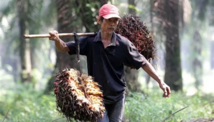 Sawit di Bangka Selatan: Hilirisasi Menjanjikan, Perkebunan Masih Penuh Tantangan