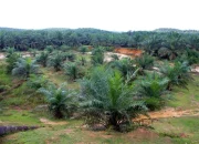 Bangka Selatan Jadi Pusat Perkebunan Sawit: Investasi Miliaran, Tapi Siapa yang Untung?