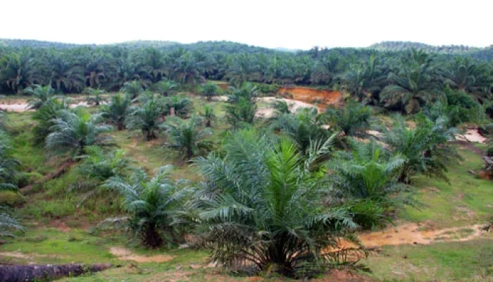 Bangka Selatan Jadi Pusat Perkebunan Sawit: Investasi Miliaran, Tapi Siapa yang Untung?