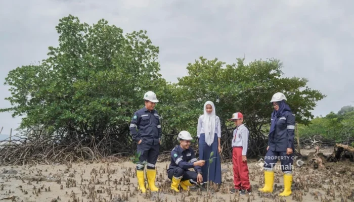 PT Timah Tanam 121 Ribu Mangrove Dukung Net Zero Emission