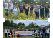 PT Timah dan Petani Badau Sulap Lahan Bekas Tambang Jadi Kebun Nanas