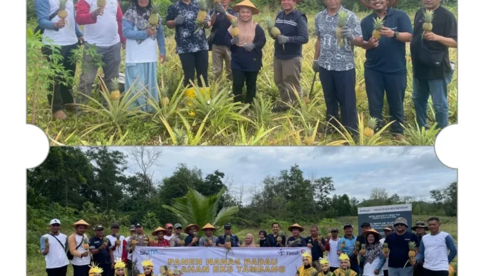 PT Timah dan Petani Badau Sulap Lahan Bekas Tambang Jadi Kebun Nanas
