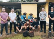 Tiga Pencuri Sawit Diciduk,Reskrim Polsek Mendo Barat Temukan Sabu Saat Penangkapan