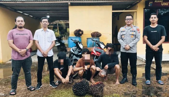 Tiga Pencuri Sawit Diciduk,Reskrim Polsek Mendo Barat Temukan Sabu Saat Penangkapan