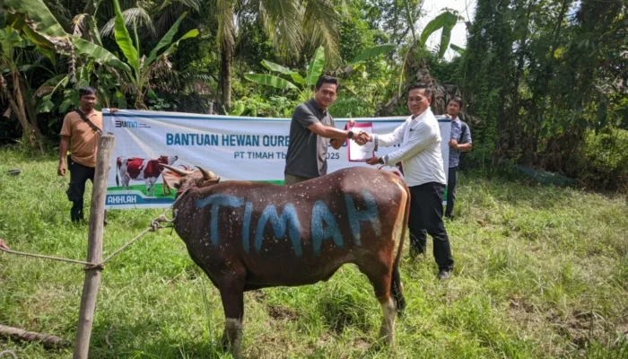 PT Timah Distribusikan 11 Hewan Kurban ke Desa Terpencil di Meranti