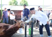 Polda Babel Potong 55 Hewan Kurban di Idul Adha 1446 H: 3.000 Warga Terima Daging