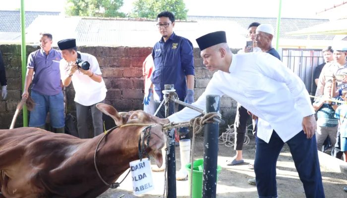 Polda Babel Potong 55 Hewan Kurban di Idul Adha 1446 H: 3.000 Warga Terima Daging