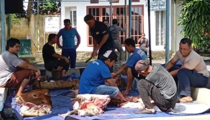 Pemkab Bangka Sembelih 10 Sapi Qurban, Prioritaskan Honorer dan Warga