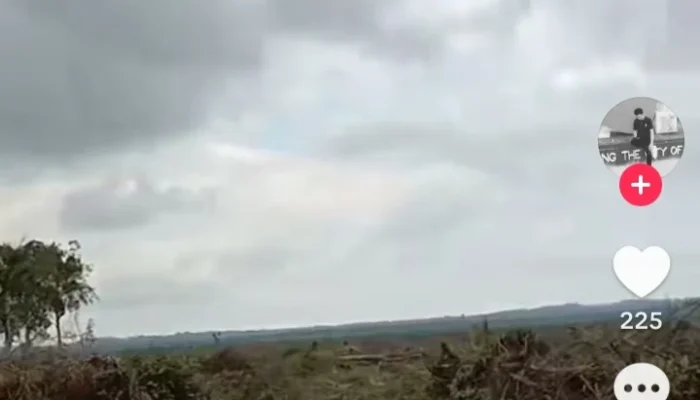 Jeritan Warga  Desa Tanjung Labu Viral di TikTok, Hutan Diduga Digasak Perusahaan