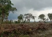 Viral Pembabatan Hutan di Desa Tanjung Labu, Kades Pilih Bungkam: Saya Sakit