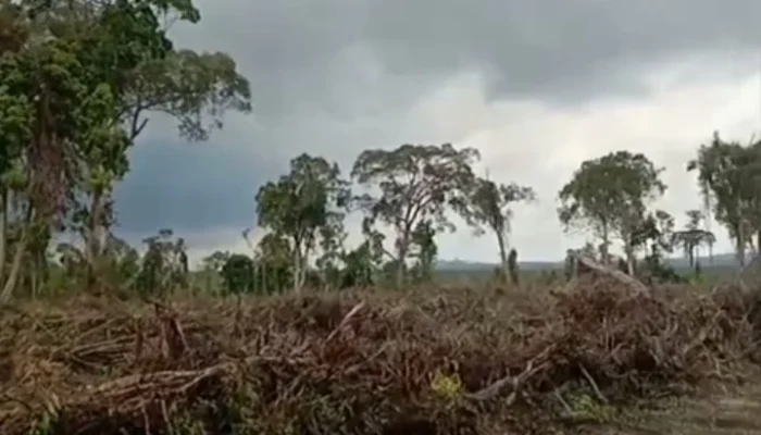 Viral Pembabatan Hutan di Desa Tanjung Labu, Kades Pilih Bungkam: Saya Sakit