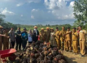 Panen Perdana Sawit Desa Nyelanding, Bukti Nyata Program Prioritas Riza–Debby