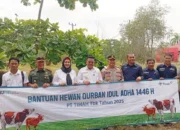 75 Sapi Kurban Disalurkan, Pemkab Basel Gandeng Perusahaan