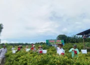 Panen Cabai 5 Ton, Pemkab Basel Dukung Ketahanan Pangan
