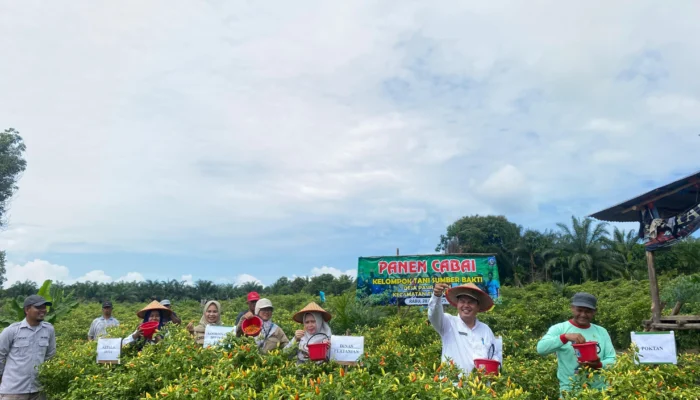 Panen Cabai 5 Ton, Pemkab Basel Dukung Ketahanan Pangan