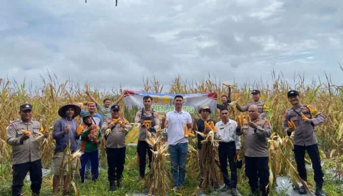 Polsek Payung dan Warga Panca Tunggal Panen Jagung, Dukung Swasembada Pangan Nasional