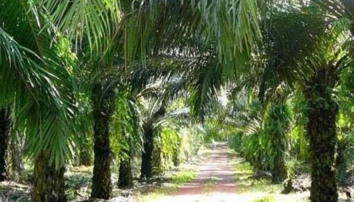 Satgas PKH Basel Belum Bertaji, Ribuan Hektar Sawit Ilegal Pengusaha Abu-Abu Masih Aman?