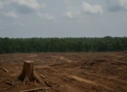 Puluhan Ribu Hektare Hutan di Bangka Selatan Dikapling HTI, Data Resmi Masih Misteri?