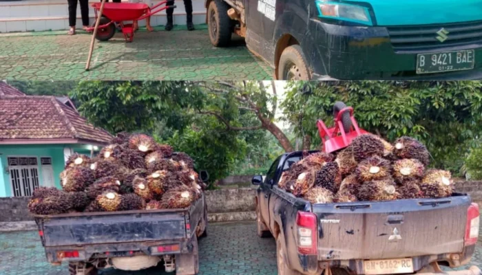 Polres Bangka Barat Tangkap Pencuri Sawit di PT BPL, Dua Lainnya Kabur