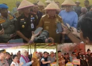 Gubernur Babel dan Kajati Babel Hadiri Panen Raya Bukit Terap, Hasilkan 3,5 Ton Gabah