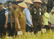 Panen Raya Padi Sawah di Bangka Selatan, Wujud Dukung Ketahanan Pangan