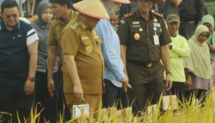 Panen Raya Padi Sawah di Bangka Selatan, Wujud Dukung Ketahanan Pangan
