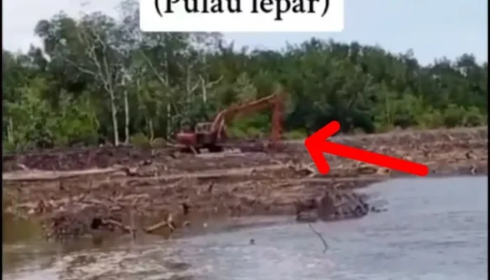 Viral! Hutan Mangrove Tumbuh Sawit, Warga Desa Kumbung Lepar Menjerit