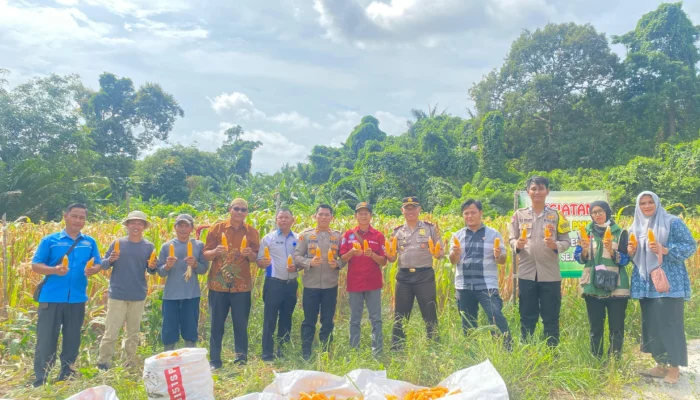 Polres Bangka Selatan Panen Jagung Serentak di Desa Gadung, Hasil 600 Kg