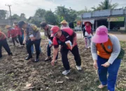 Sinergi Polri dan Masyarakat, Jagung Ditanam Serentak di Toboali dan Pulau Besar